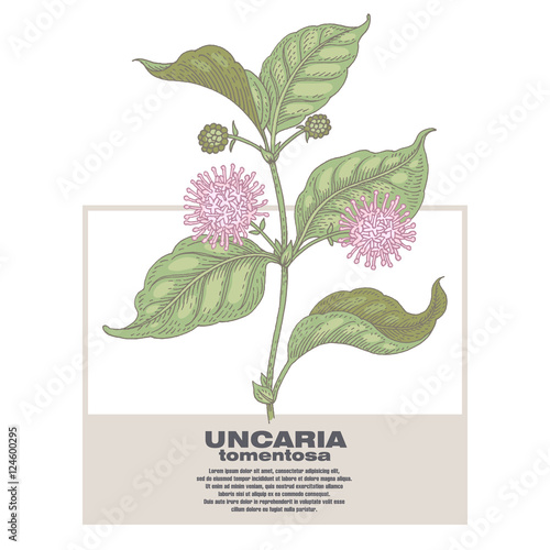  Illustration of medical herbs Uncaria tormentosa.