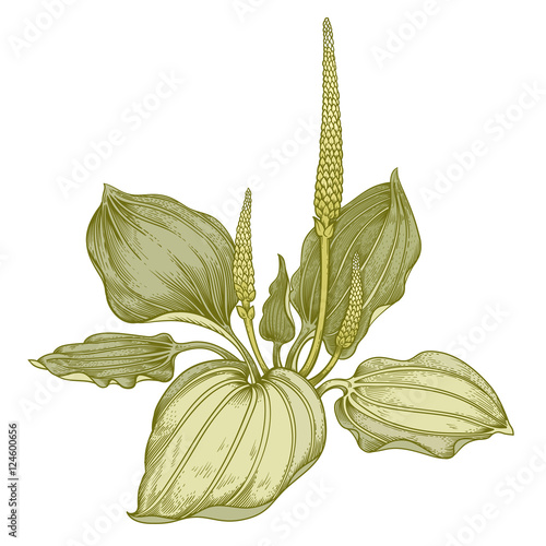 Medical herb plantain.