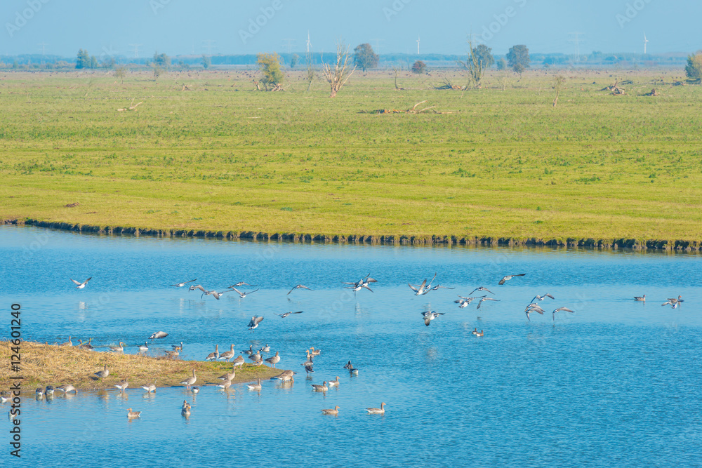 Birds swimming along the shore of a lake
