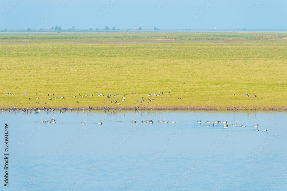 Birds swimming along the shore of a lake