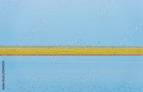 Birds flying over the shore of a lake