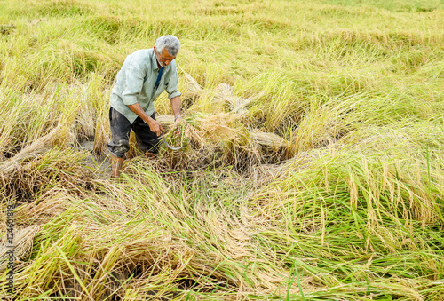Harvesting on rice plantation