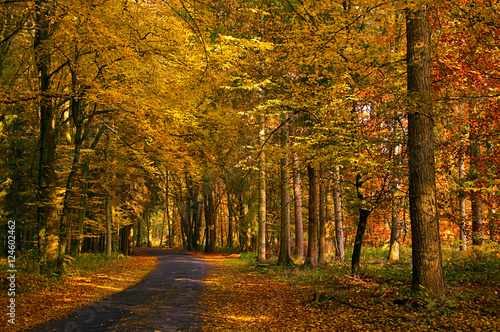 Herbstwald © Udo Weber