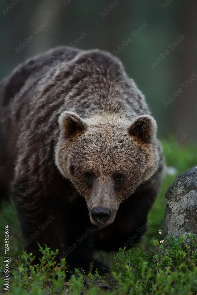 brown bear portrait at twilight. brown bear at night.