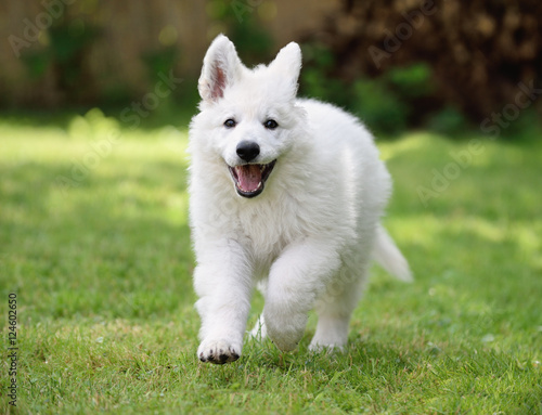 cute White Swiss Shepherd Welpe puppy