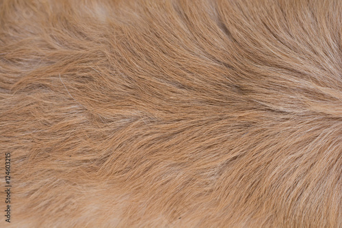 Golden retriever dog hair