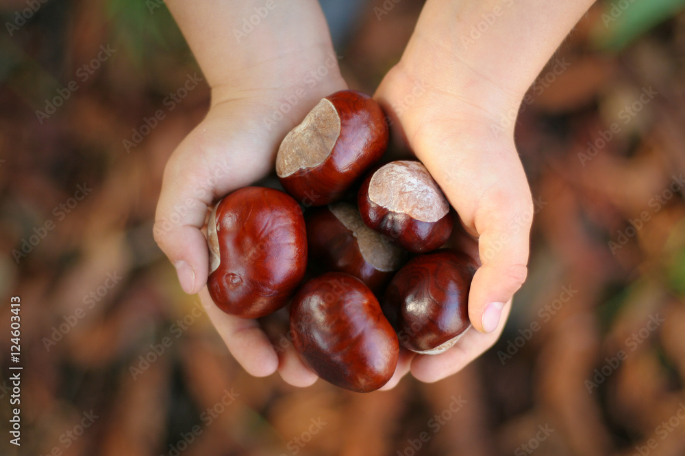 Children hands full of chestnuts in autumn colors Children hands full of chestnuts in autumn colors