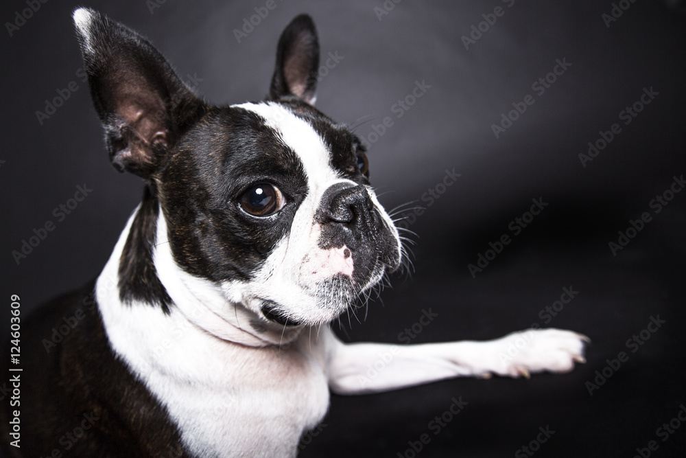 Boston Terrier, standing in front of gray background