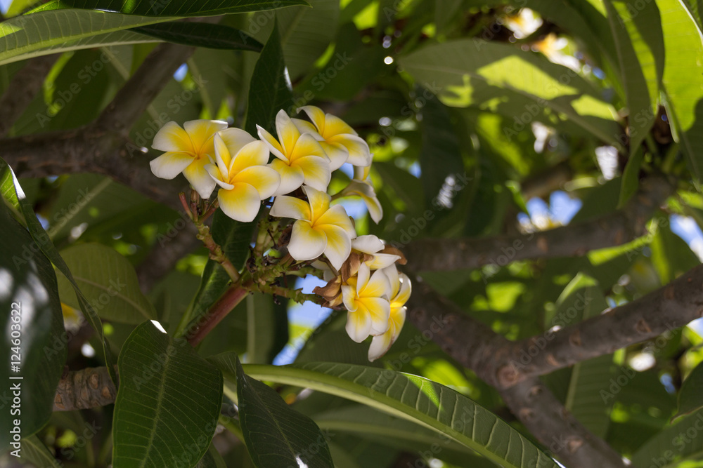 Blossoming plumeria flowers in Rethymno, Crete, Greece. Blossoming plumeria flowers in Rethymno, Crete, Greece.