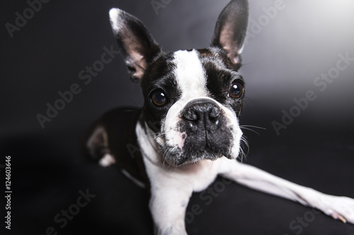 Boston Terrier, standing in front of gray background © Louis-Photo