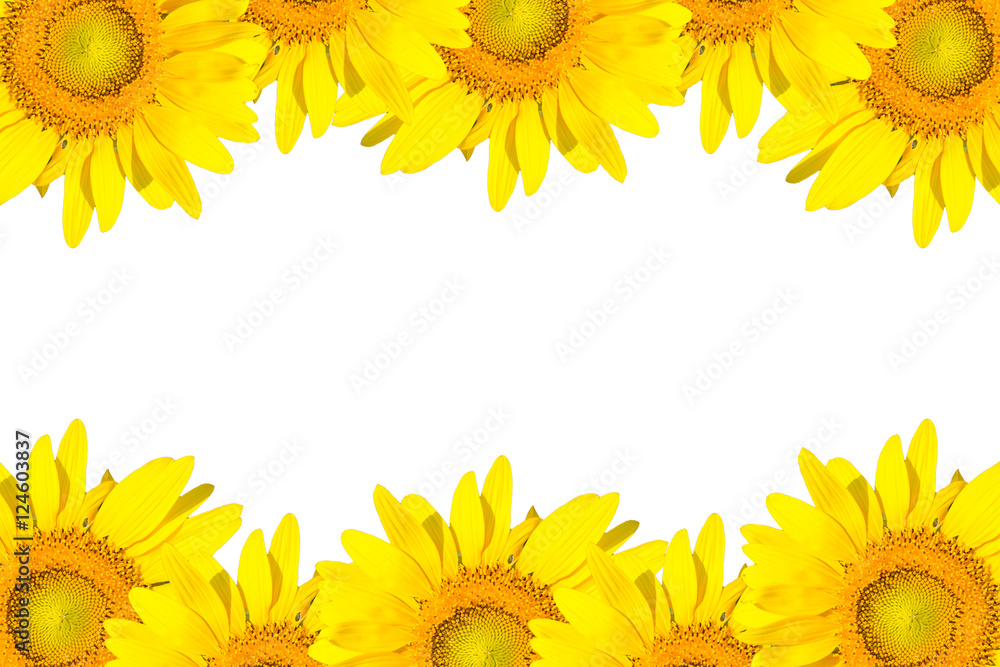 sunflower frame isolated on white sunflower frame isolated on white