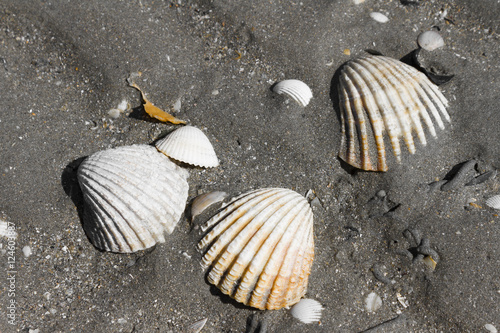 Shells in the beach of Plerin, Bretagne, France © Francisco Javier Gil