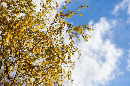yellow leaves against the blue sky