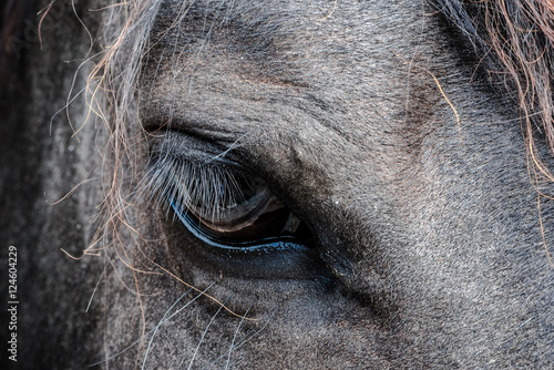 Horse face © Jeremy