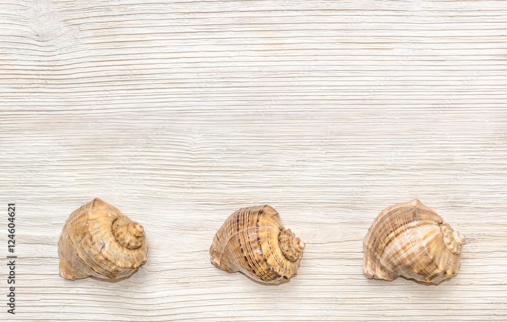 seashells on the white wooden background seashells on the white wooden background