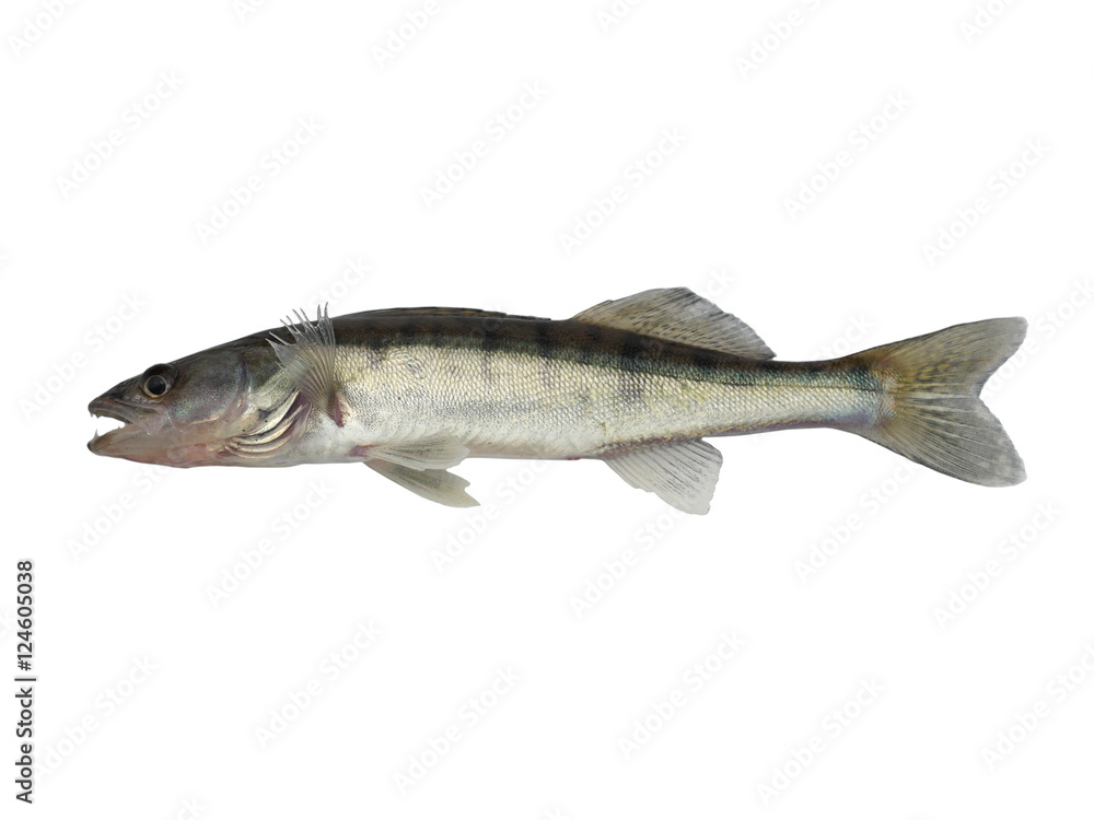 long zander long zander