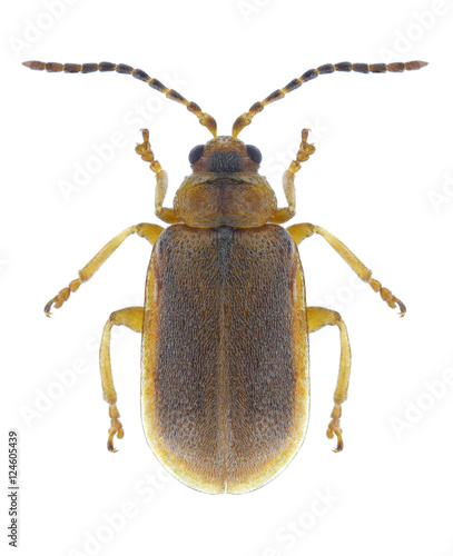 Beetle Galerucella nymphaeae on a white background