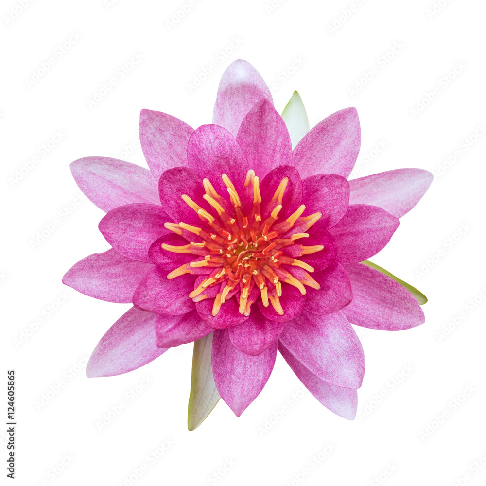 Obraz premium Lotus flower isolated on white background. This has clipping path.