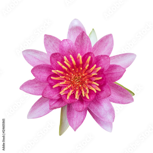 Lotus flower isolated on white background. This has clipping path.