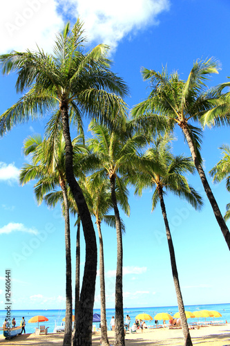 Fototapeta Naklejka Na Ścianę i Meble -  Palm tree in Waikiki beach Hawaii 
