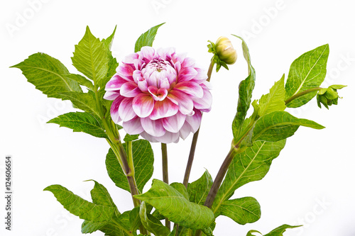 Dahlia of pink and white colors with buds on white background