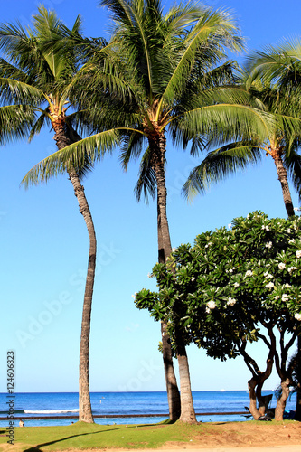 Palm tree in Waikiki beach Hawaii 