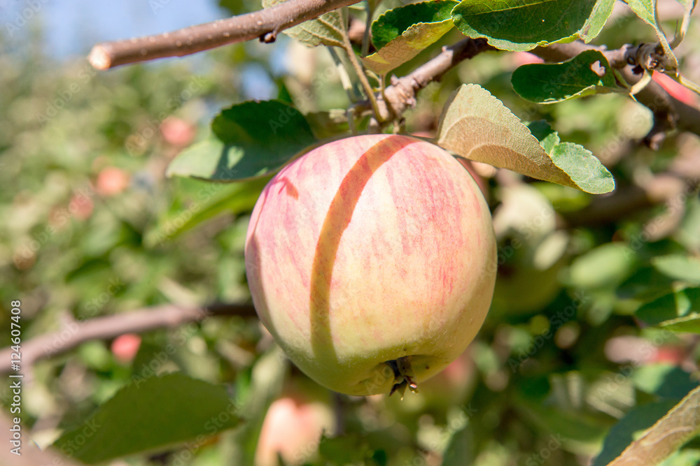 Apple tree with red apples. The apple tree in the garden. Green apples on the tree. Harvest of apples. Red apples in a garden on a sunny day. Branch apple tree with apples and leaves. Apple tree with red apples. The apple tree in the garden. Green apples on the tree. Harvest of apples. Red apples in a garden on a sunny day. Branch apple tree with apples and leaves.