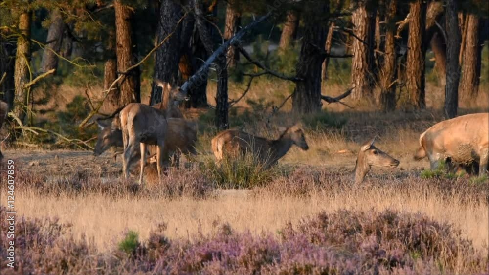 Couple of red deers with does and buck on moorland on National Park Hoge Veluwe in September. Couple of red deers with does and buck on moorland on National Park Hoge Veluwe in September.