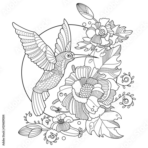 Hummingbird coloring book for adults vector