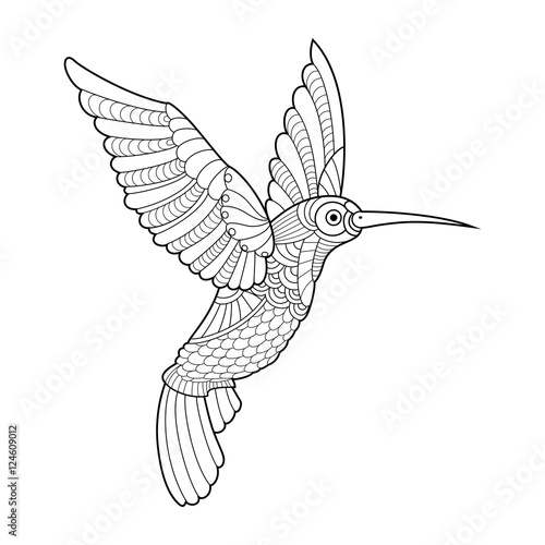 Hummingbird coloring book for adults vector