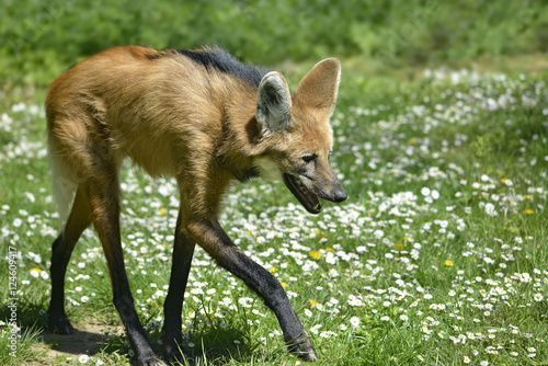 Maned Wolf  Chrysocyon brachyurus  with its characteristic legs walking on grass and seen of profile  the open mouth 