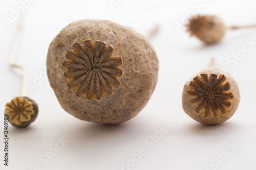  poppy head on a light background. photo