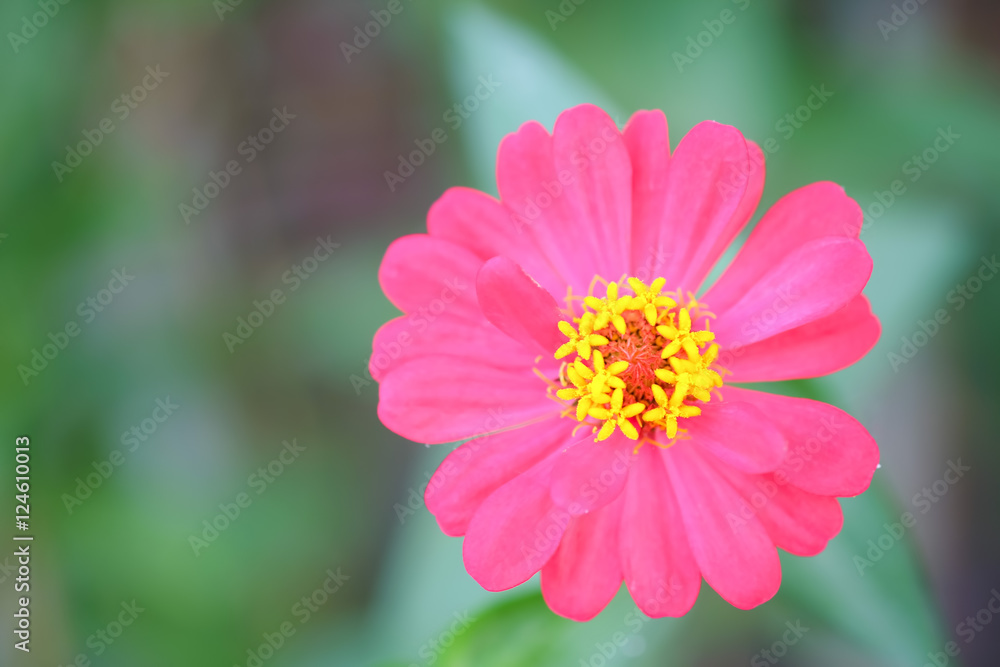 Pink zinnia tree , Pink zinnia closeup.Focus top carpel. Pink zinnia tree , Pink zinnia closeup.Focus top carpel.