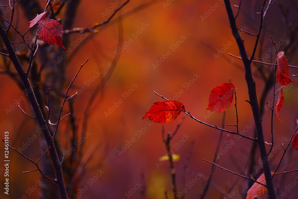 the remaining single red autumn leaves on the branches of bushes. beautiful Natural background of autumn and color. Calm photo with autumn mood. Lots of space for your ideas and inscriptions.
the remaining single red autumn leaves on the branches of bushes. beautiful Natural background of autumn and color. Calm photo with autumn mood. Lots of space for your ideas and inscriptions.