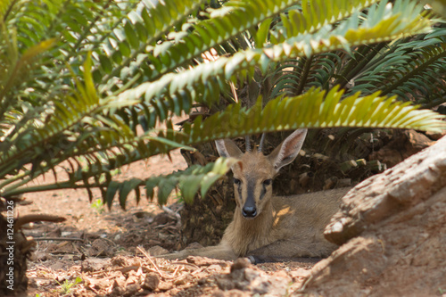 Common duiker (Sylvicapra grimmia) resting in the shade photo