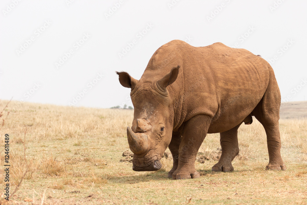 Naklejka premium White rhinoceros (Ceratotherium simum)