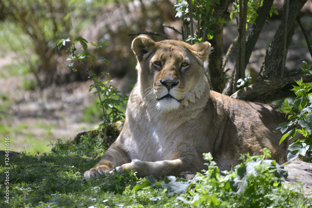 Fototapeta premium Front view lioness, Panfhera leo, lying on grass under a tree