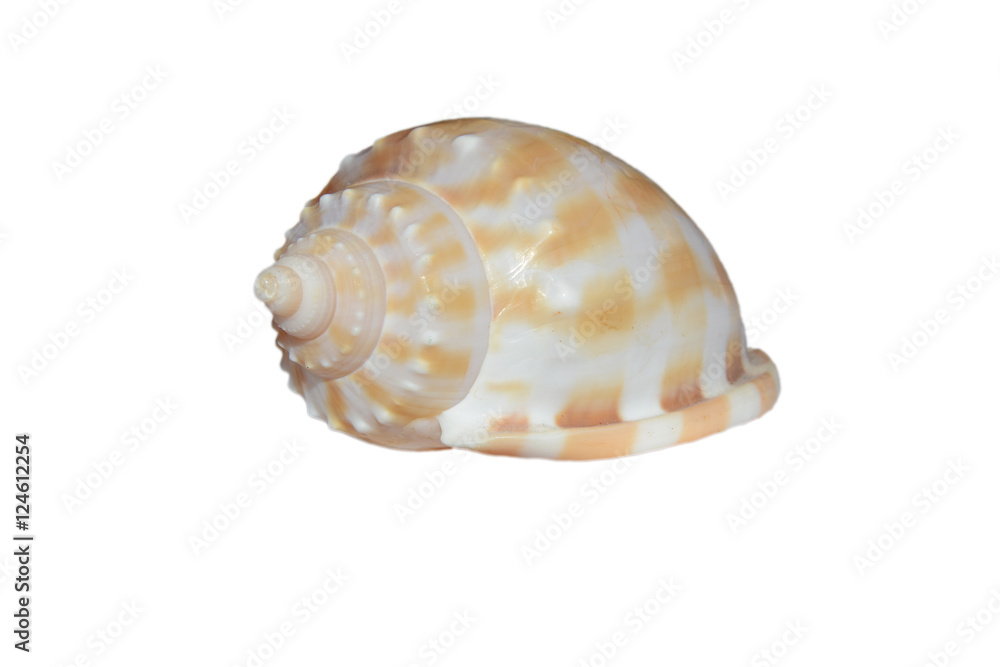 Sea shell white with yellow stripes isolated on white background Sea shell white with yellow stripes isolated on white background