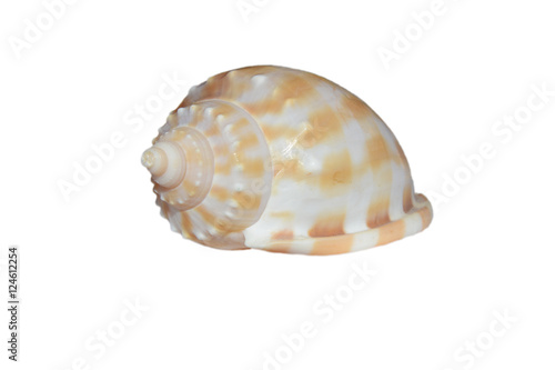 Sea shell white with yellow stripes isolated on white background