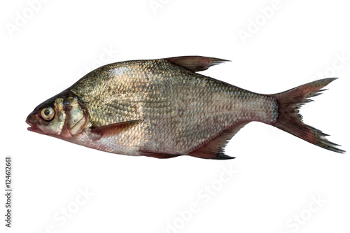 fish bream isolated on white background