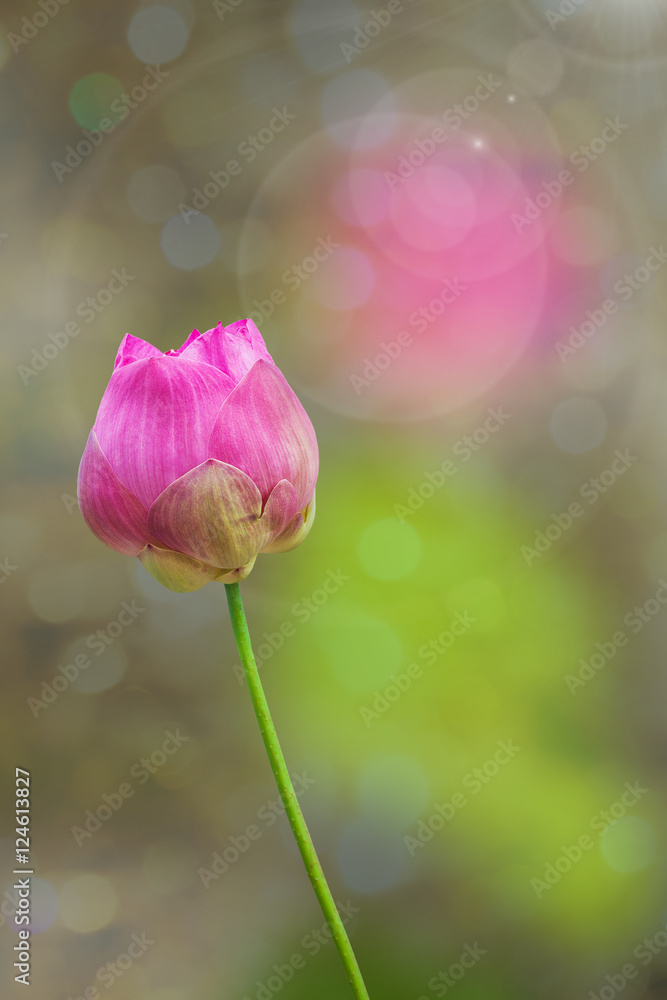 Obraz premium Morning lotus flower in the farm under warm sunlight.