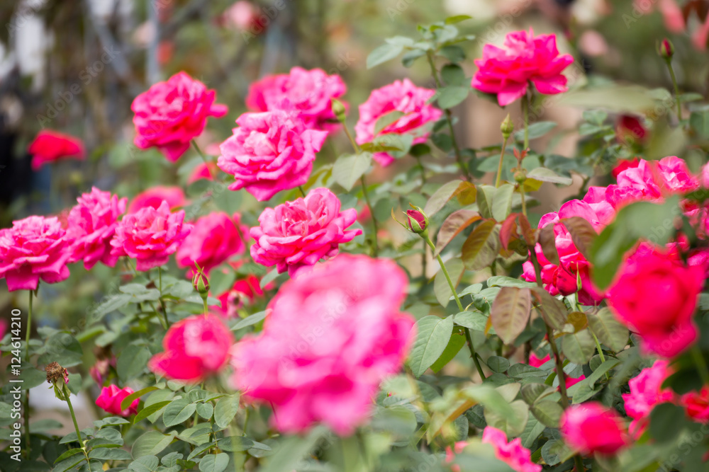 rose rose