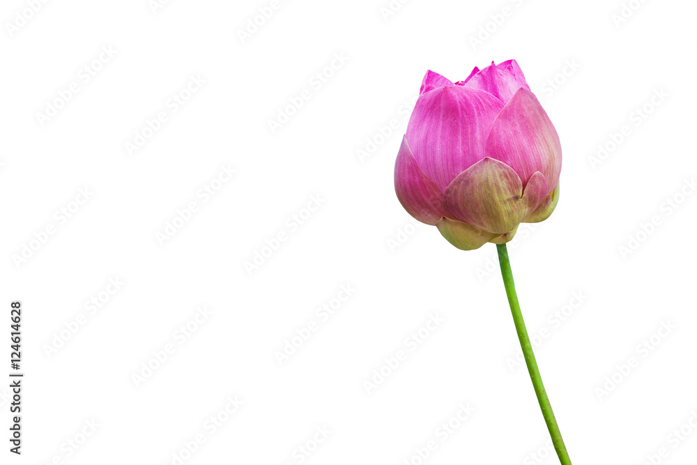 Pink water lily flower (lotus) and white background