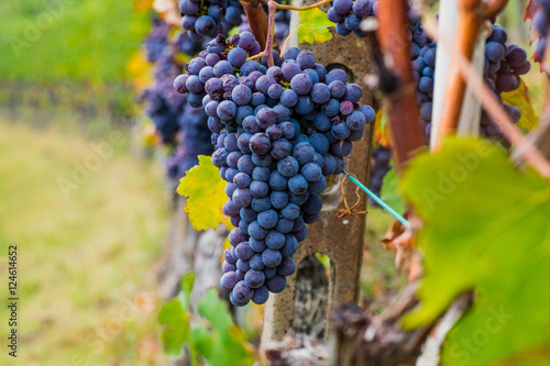 Bunch of grapes in the vineyards