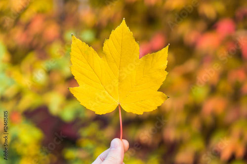 Colorful vivid yellow maple leaf in fall