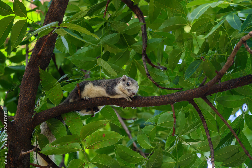 Obraz premium The small squirrel.