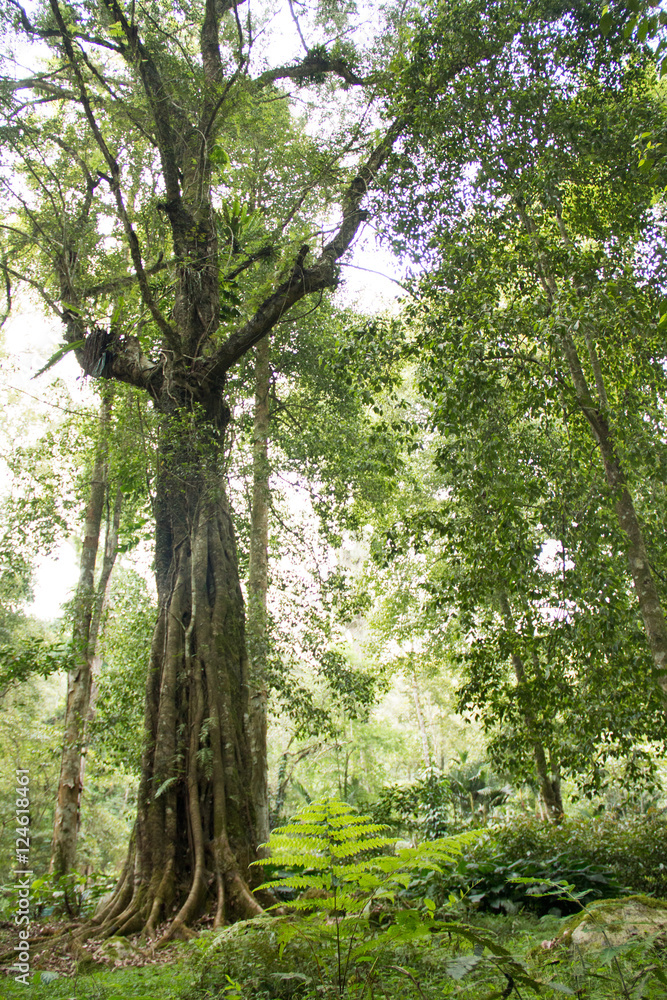 Obraz premium old tree and grass nature at the forest