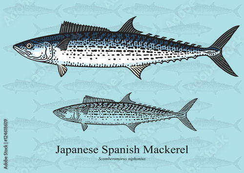 Japanese Spanish Mackerel. Vector illustration for artwork in small sizes. Suitable for graphic and packaging design, educational examples, web, etc.