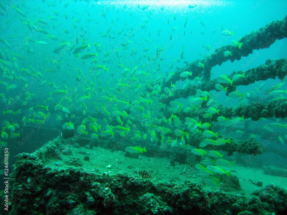 Fototapeta premium Phuket Underwater