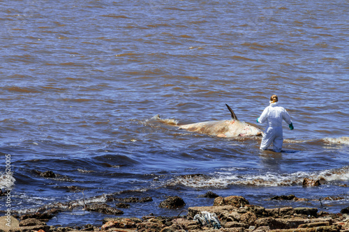 Принти на полотні Biologist approaches a ziphiid aground off the coast of Buenos A